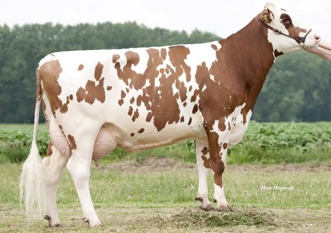 Den Hamer Maaike Red VG-85