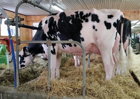 MABEL FEVER DIVINARE EX-93 MABEL FEVER DIVINARE EX-93
