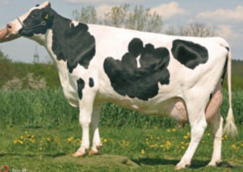 Wulfstock Mabelpoll P VG-87