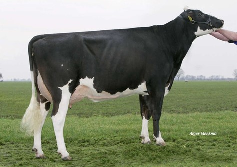 MS Malina VG-86