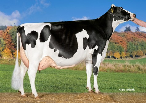 Manders Dellia 5 VG-89