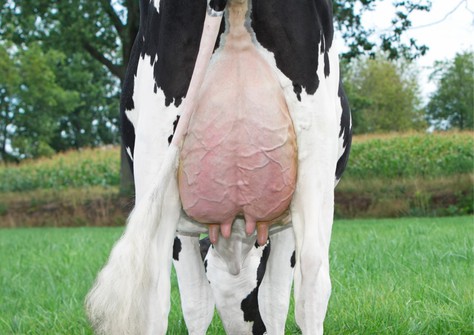 Manders Suze VG-88 Manders Suze VG-88