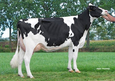 Manders Suze VG-88