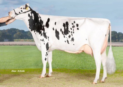 Marie 389 VG-89