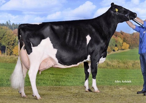 Mariegold EX-93