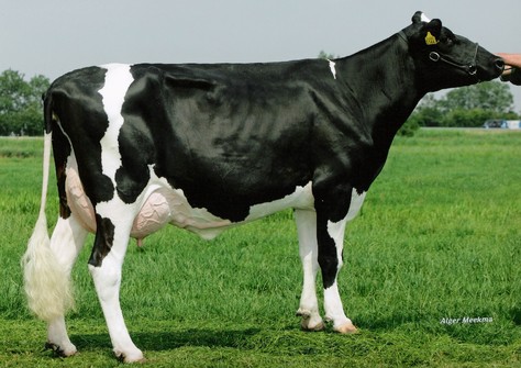 Mars Froukje 338 VG-87