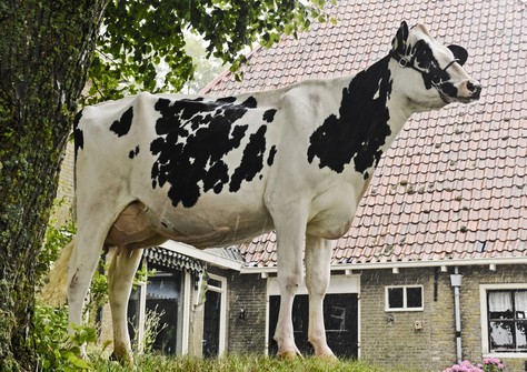 Mars Froukje 520 VG-88