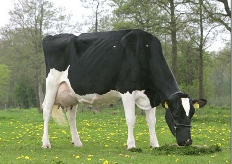 Marwil Lead Mae 1 VG-88 Marwil Lead Mae 1 VG-88