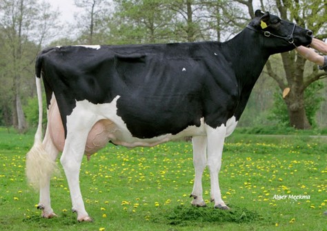 Marwil Leadmae 1 VG-88