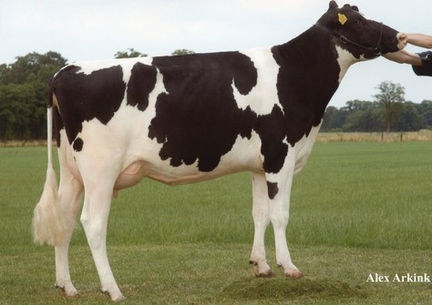 Holbra Pam VG-87