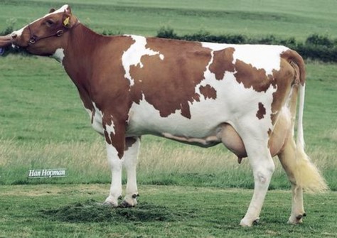 Apina Massia 14 VG-85