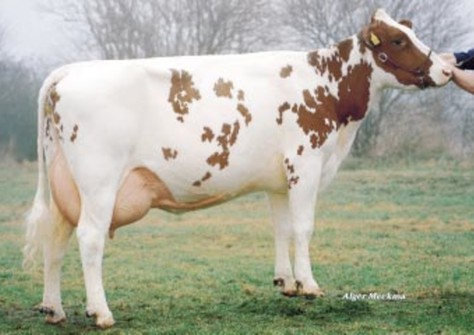 Massia 13 VG-86