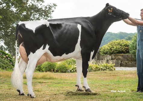 Maybelline Tual VG-85