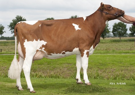 Mellencamp Massia 7731 P-Red VG-86