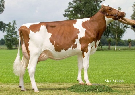 Mellencamp Massia Red VG-87