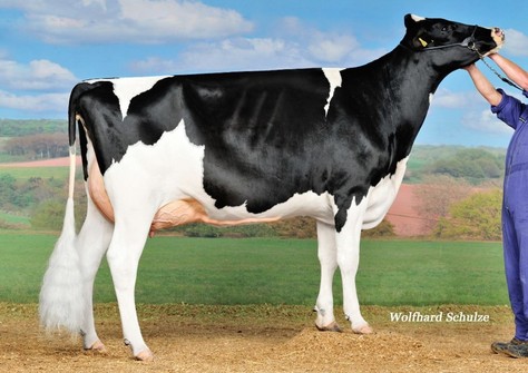 MHD Uno Fioka P RDC VG-85