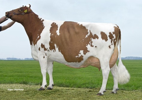 Midwolder Jose 12 EX-90