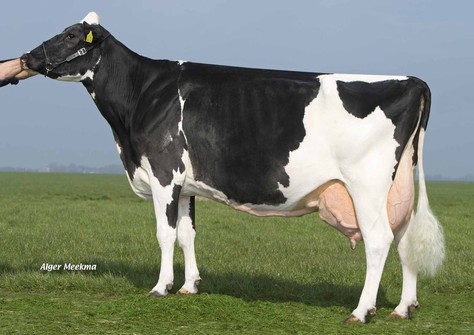 Midwolder Lilly 12 VG-86