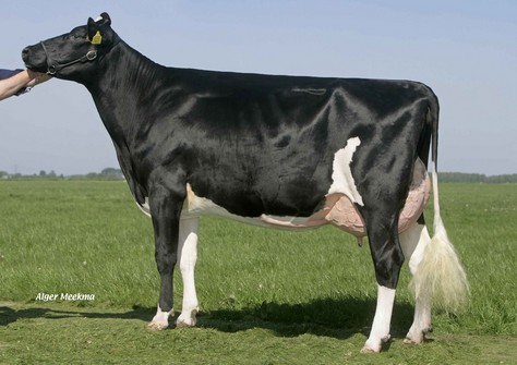 Midwolder Lilly 22 VG-87