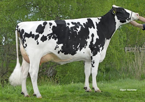 Midwolder Marjon 132 VG-85