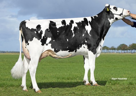 Midwolder Marjon 137 VG-86