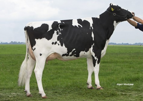 Midwolder Marjon 53 VG-85