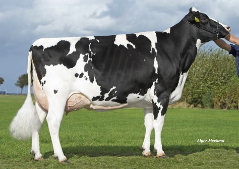 Midwolder Marjon 53 VG-87