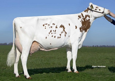 Midwolder Massia 10 VG-89