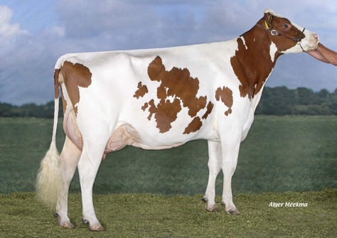 Molenkamp Anky 2 VG-85