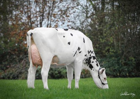 Molenkamp Madison 5742 VG-87