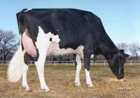 Morningview Pronto C-Rae EX-90