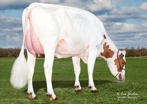 Morningview S Paisle-Red VG-85