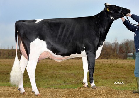 Mr Renee VG-85