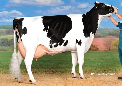 SHB Mrs Poll-P RC VG-86