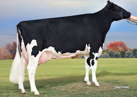 MS Apple Brandy RDC EX-90