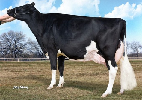 MS Apples Angel RDC EX-94