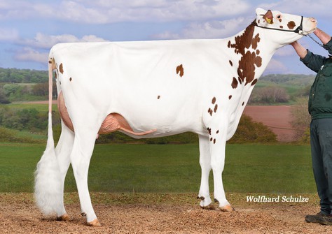 MS Danica-Red VG-85 MS Danica-Red VG-85