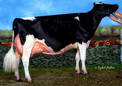 Ms Exels Dundee Beauty EX-95