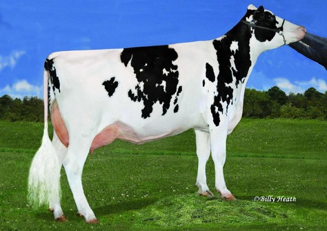 Ms Gold-N-Oaks Maybaline VG-88