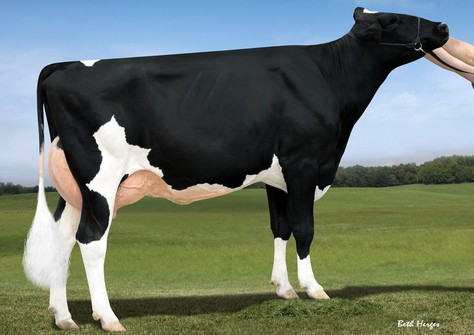 MS Licorice GC Lushous RDC VG-88