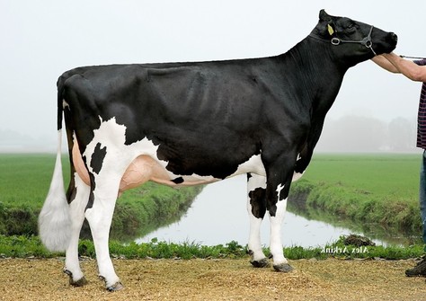 MS Malina 12 VG-86