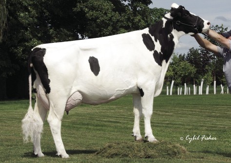 MS Ri-Val-Re Max Selsy VG-87