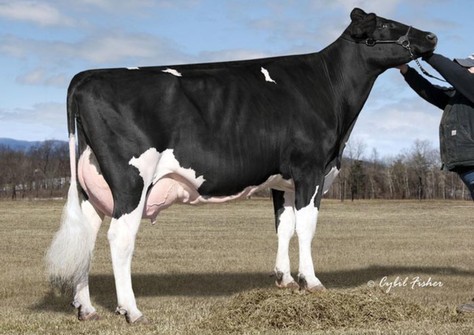MS Welcome Colby Taya VG-88