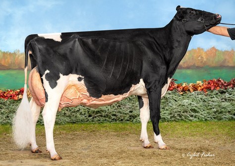 Ms Beauty Black Velvet EX-96