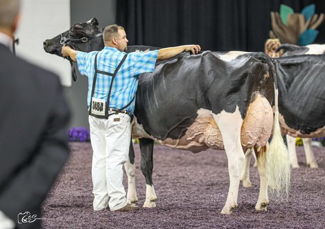 Ms Beauty Black Velvet EX-96