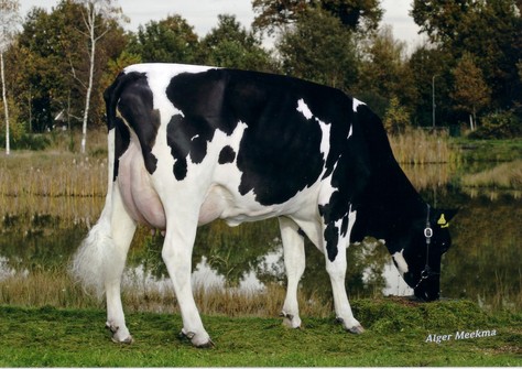 RUW Neblina VG-87