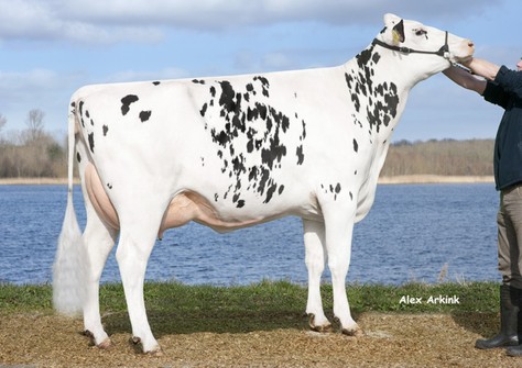 Neerduist DG Epic Cindy VG-86