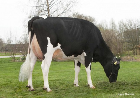 Neerduist Planet Cherso VG-86