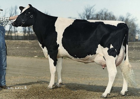 Etazon LL Neon VG-85