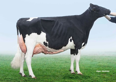 New Moore Novo Esmeralda 93 EX-90